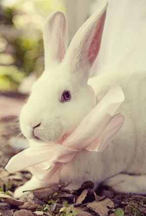 Alicja w Krainie Czarów jako temat przewodni ślubu i wesela 3