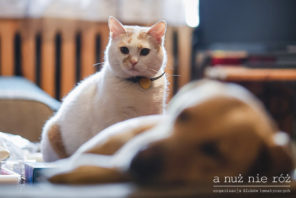 4a kot i pies na ślubie weselu A nuż nie róż