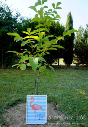 flamingi-i-ananasy-impreza-urodziny